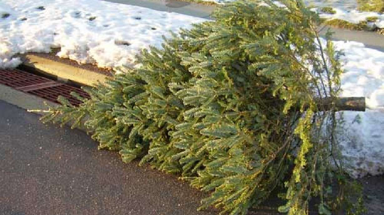 Crews to Collect Christmas Trees January 2nd-12th in Salt Lake County