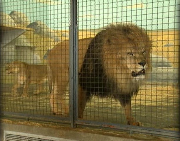 Hogle Zoo Mourning the Loss of Female African Lion