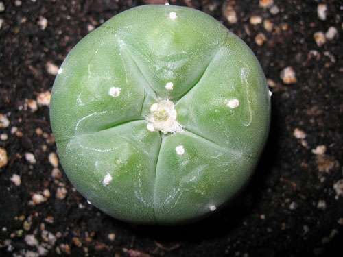Utah County man would like his peyote back