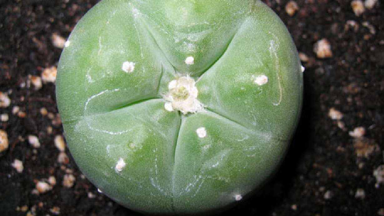 American Indian church sues feds over peyote use
