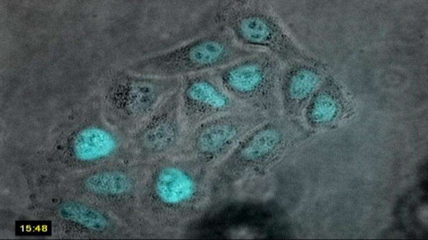 Methadone: A cancer killer?