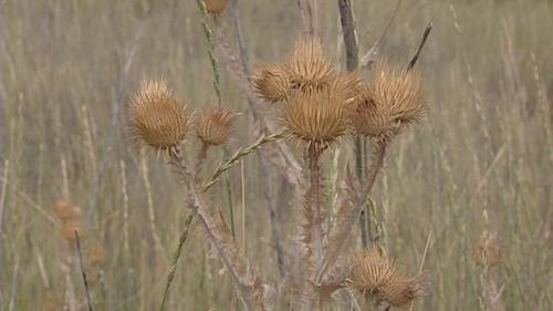 Global warming may extend ragweed season