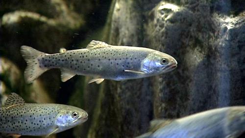 Utah waterways test positive for prescription drugs