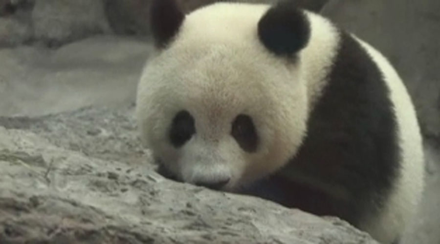 Outside the Rings: Pandas rule the zoo