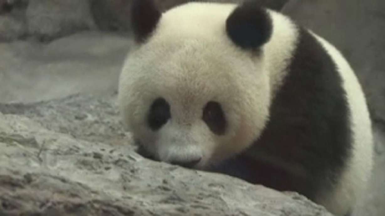 Outside the Rings: Pandas rule the zoo