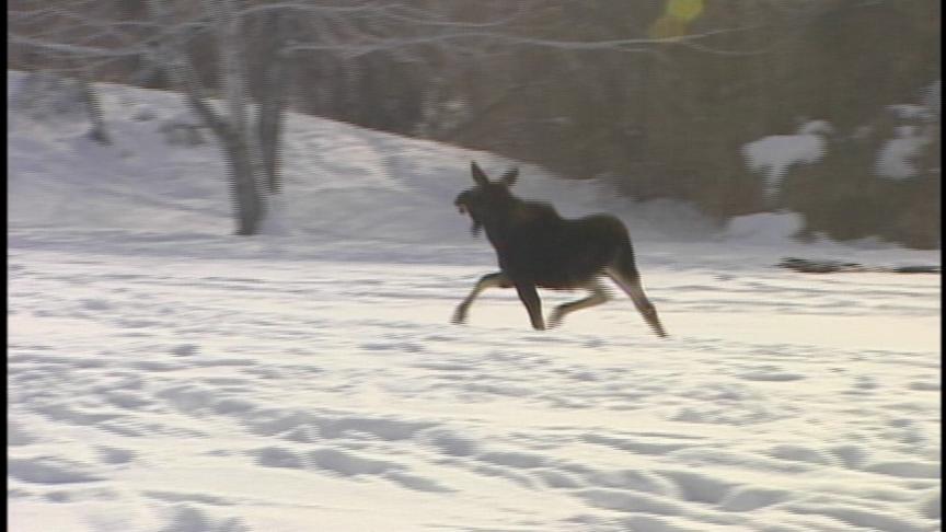 Utah Plans to Send Moose to Colorado