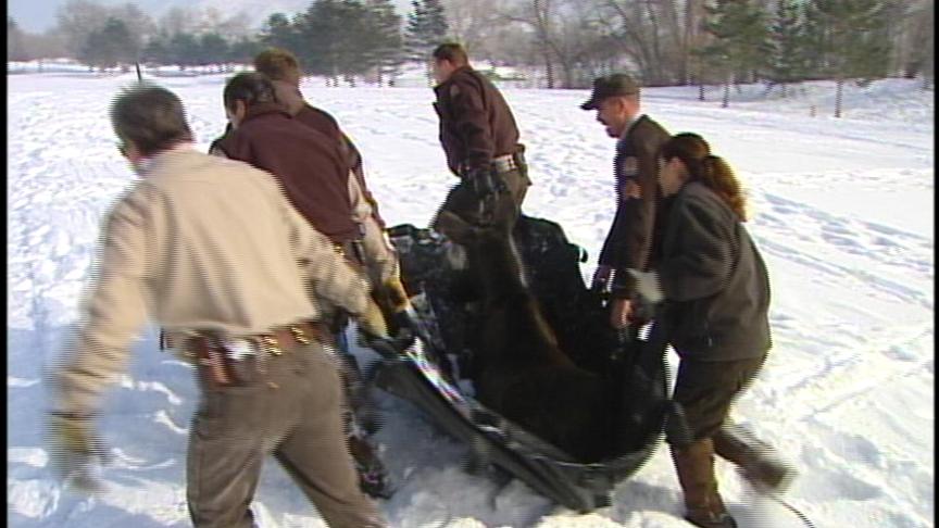 Utah Plans to Send Moose to Colorado