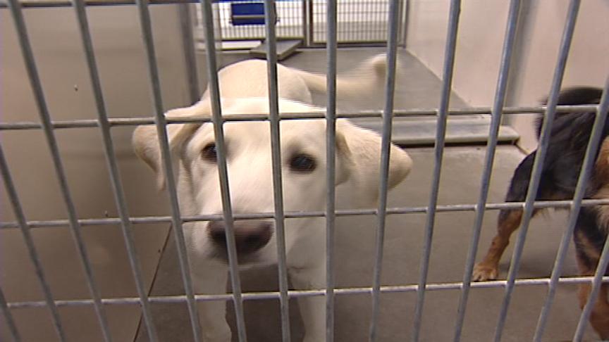 Humane Society Sets New Record for Pet Adoptions