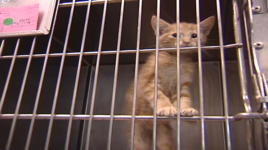 Humane Society Sets New Record for Pet Adoptions