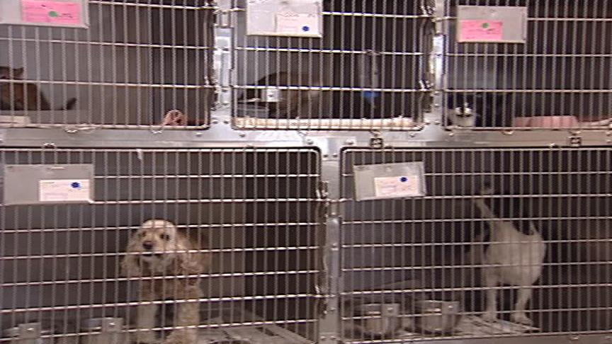 Humane Society Sets New Record for Pet Adoptions