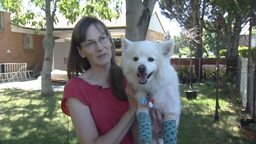 Dog injured in hit-and-run