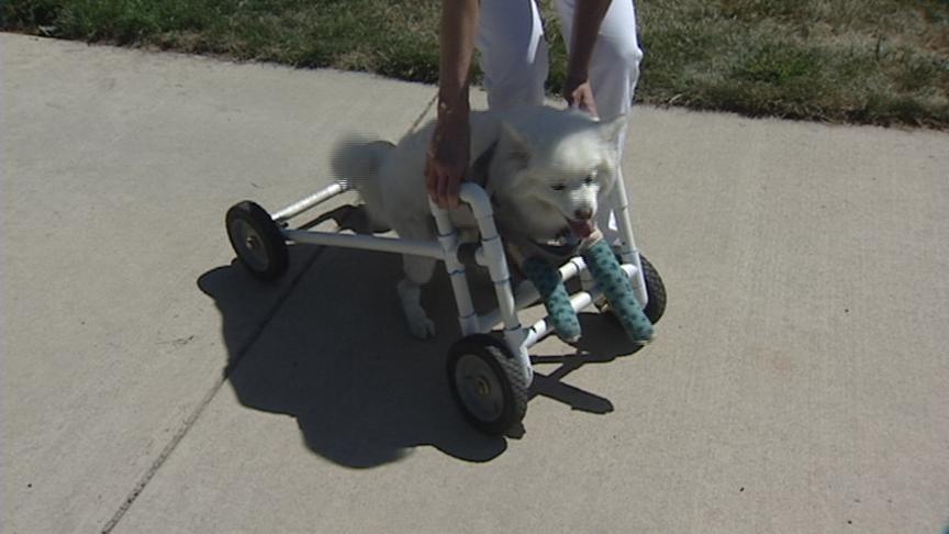 Dog injured in hit-and-run