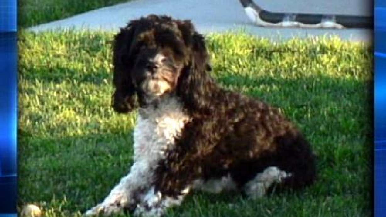 2 teens plead guilty to beating dog during burglary