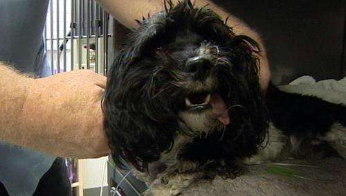 Dog severely injured during home break-in