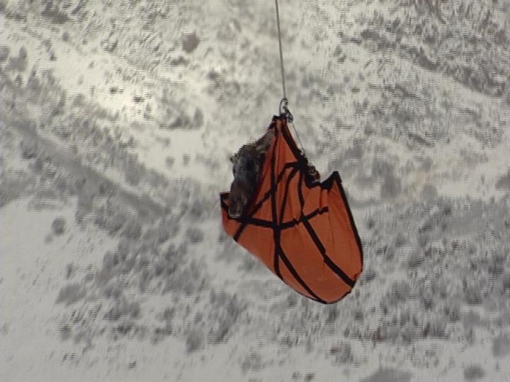 Utah Moose Transported by Helicopter to Colorado 