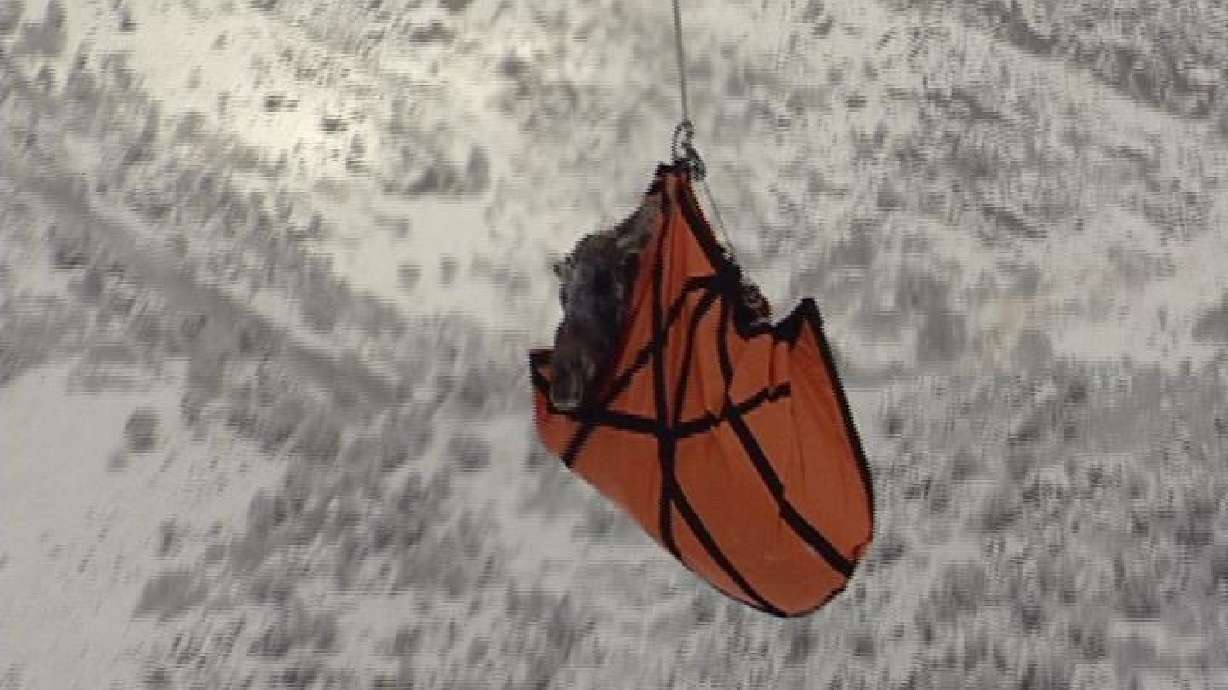 Utah Moose Transported by Helicopter to Colorado