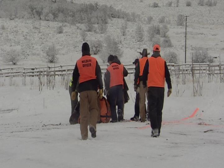 Utah Moose Transported by Helicopter to Colorado