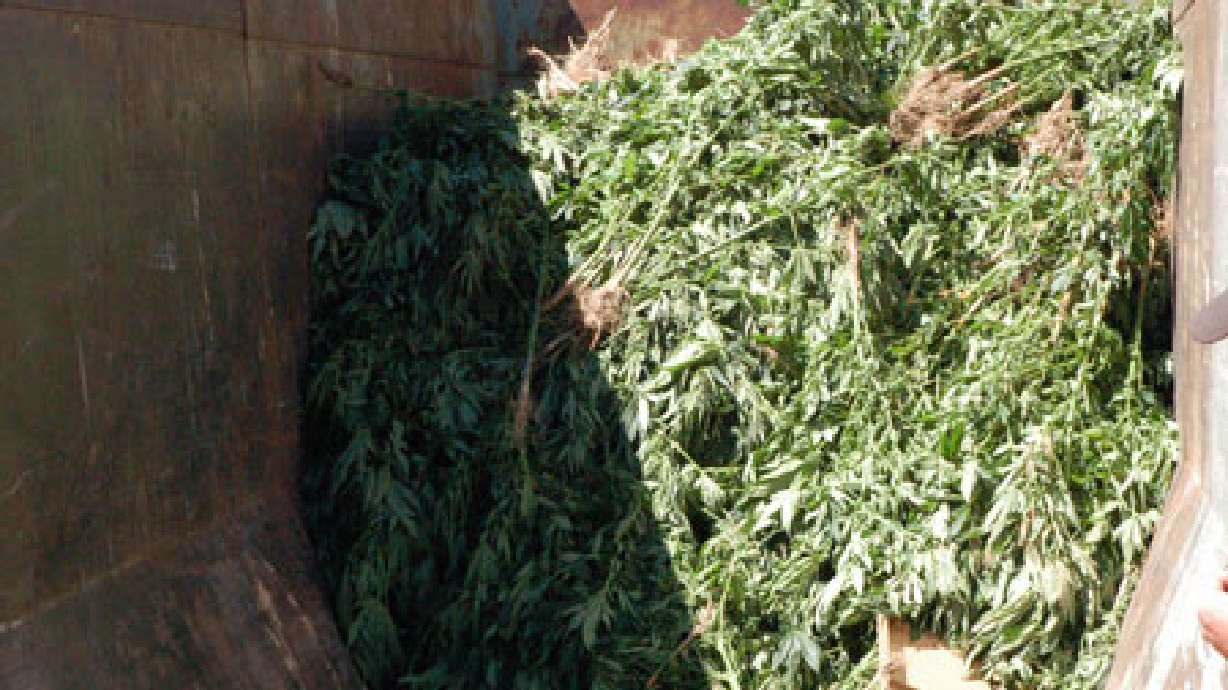 Pot field discovered near Cedar City