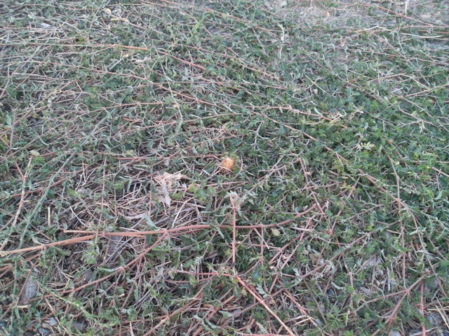 Thorny weed making some trails impassable