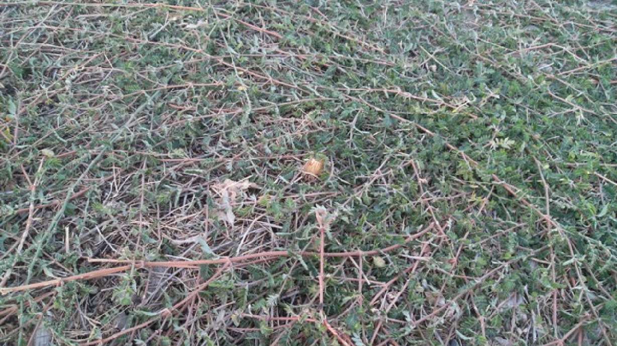 Thorny weed making some trails impassable