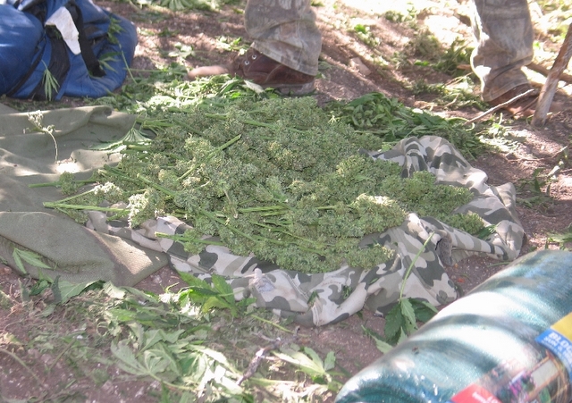 Pot bust in Sevier County