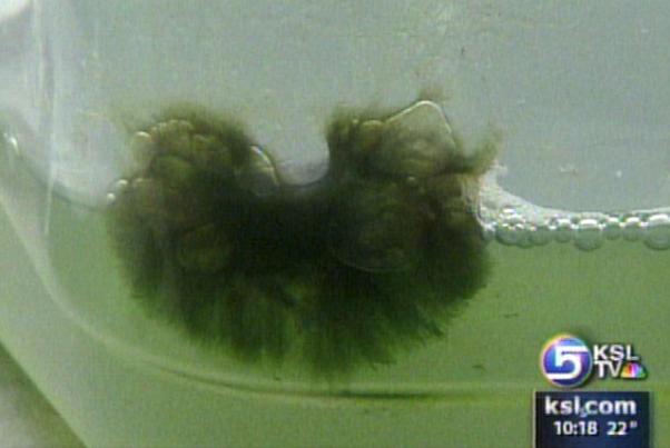 Pond Scum Offers Promise for Biodiesel