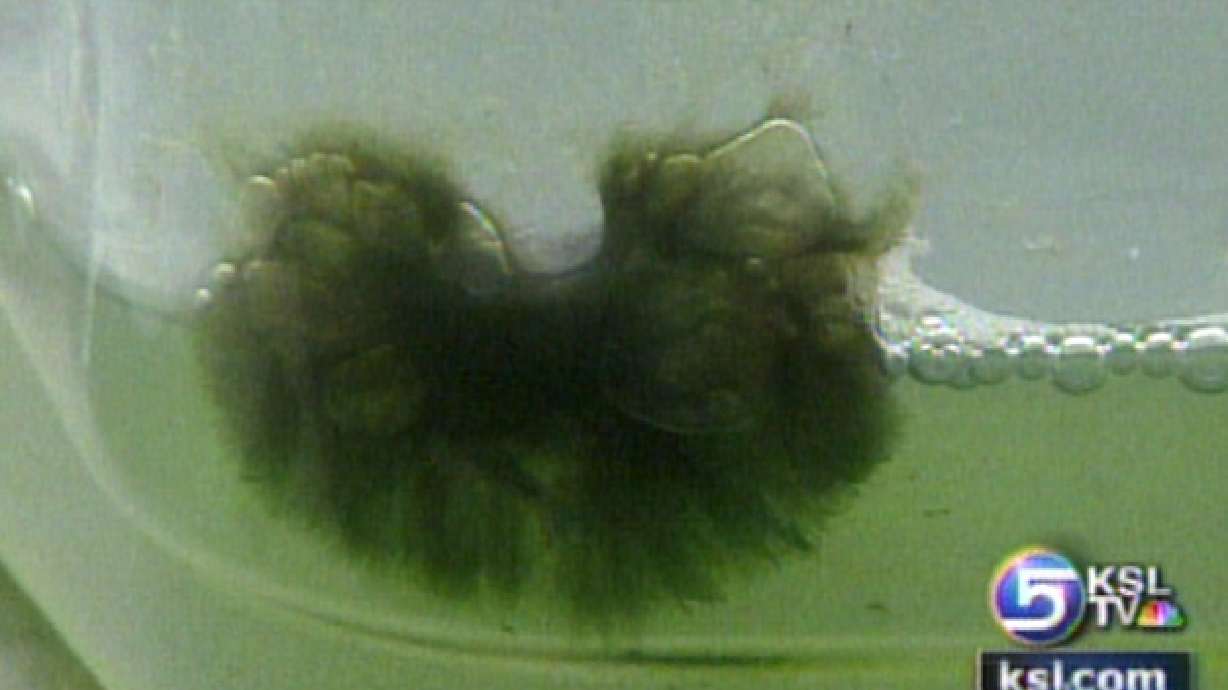 Pond Scum Offers Promise for Biodiesel