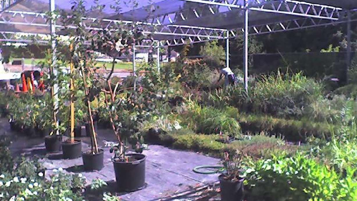 Cooler temperatures good for yards and gardens