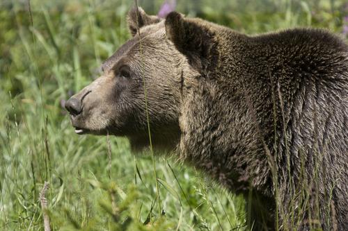 Few bear sightings reported, so far