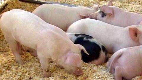 State fair gets under way