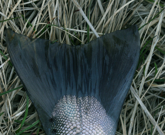 Brown trout found dead along Lehi's Dry Creek