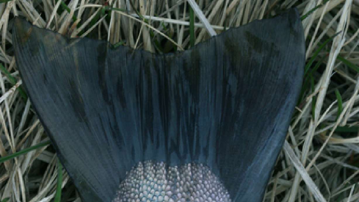 Brown trout found dead along Lehi's Dry Creek