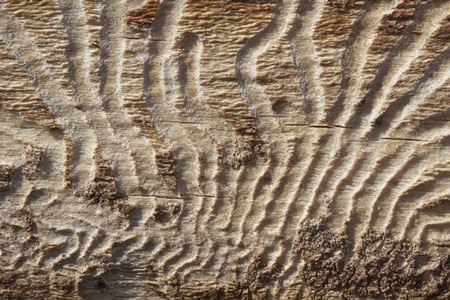 Bark beetles feasting on Utah's forests