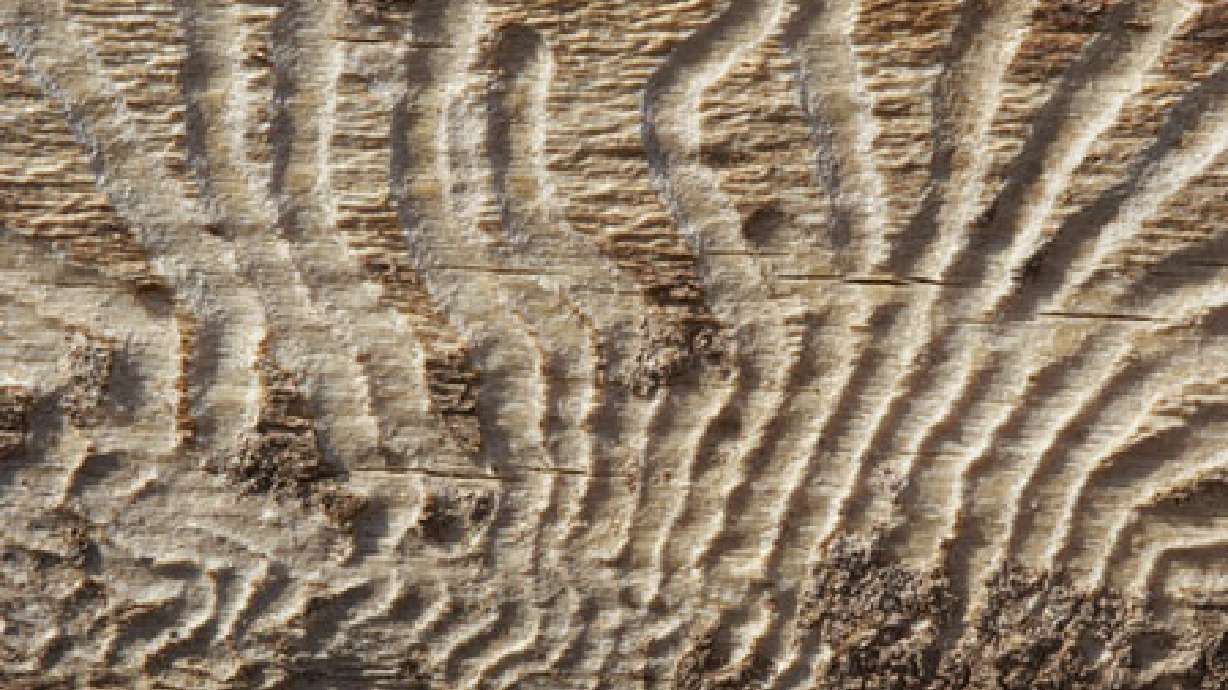 Bark beetles feasting on Utah's forests