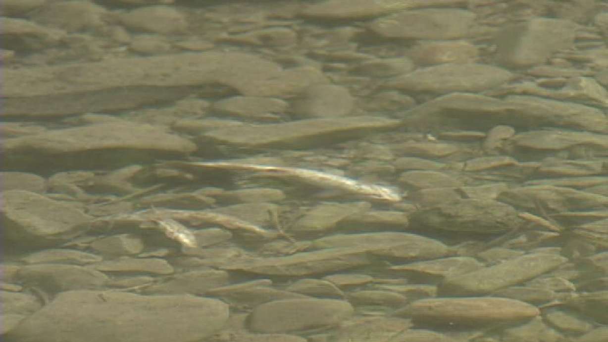 Utah hatcheries, refuges to get $231,000