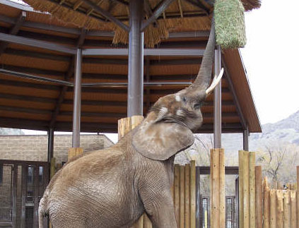 Hogle Zoo mourns loss of beloved African elephant