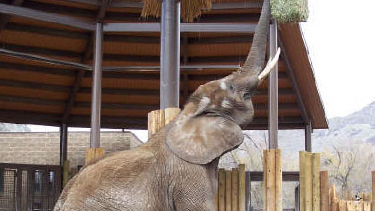 Hogle Zoo mourns loss of beloved African elephant