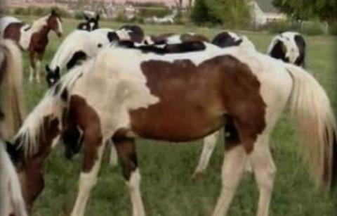 Group seeks help to find homes for horses