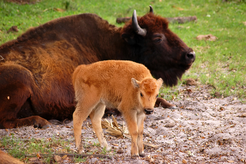 Bison reintroduced to Book Cliffs