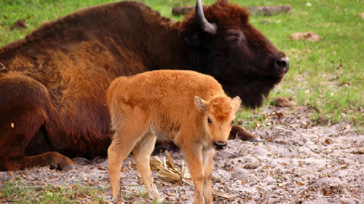 Bison reintroduced to Book Cliffs