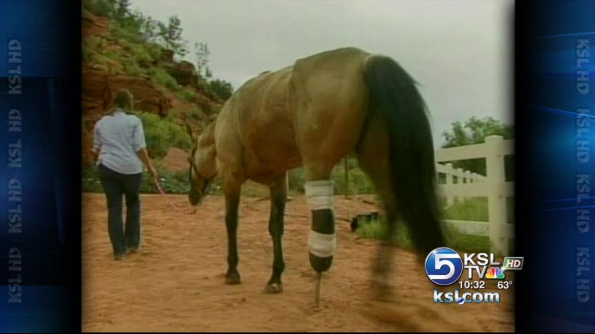 Prosthetic leg gives more life to horse