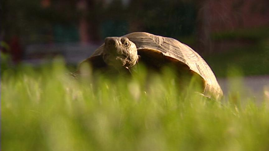 Traveling tortoise makes quick stop in Utah