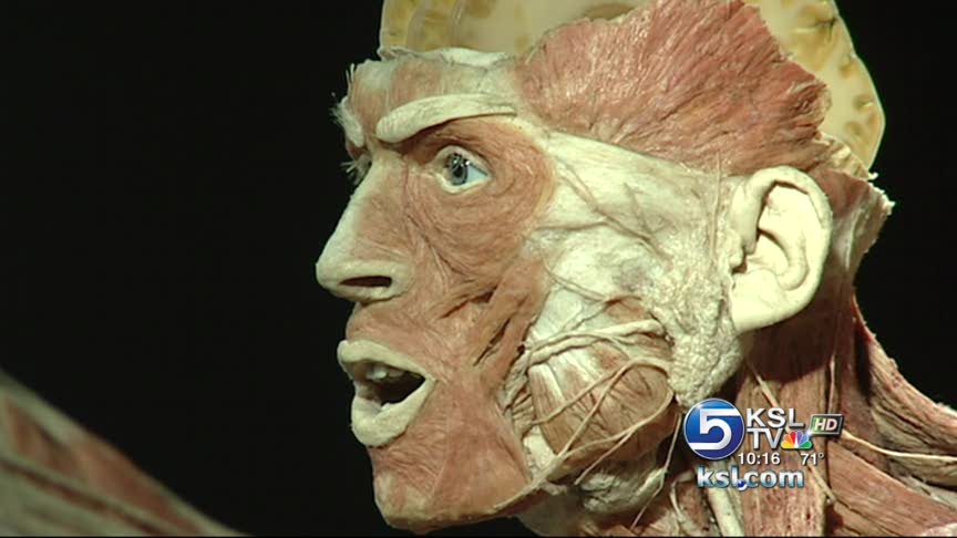 State education office wary of Body Worlds display