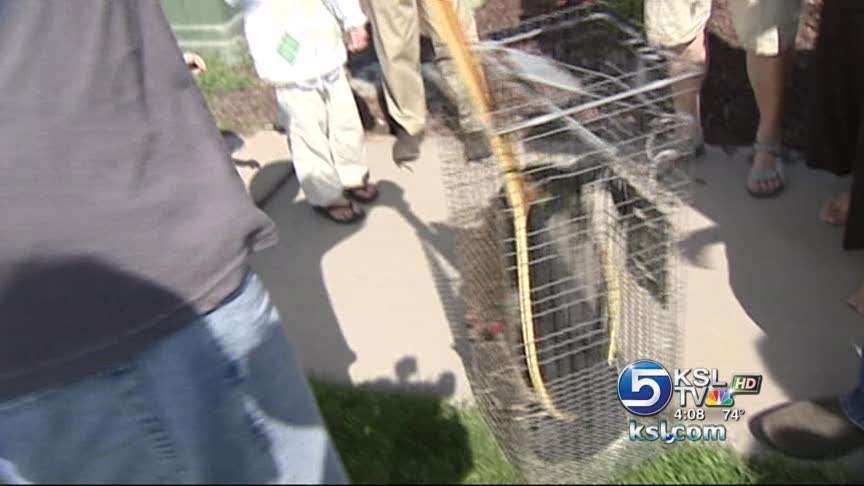 Vandals break into mink farm and release animals