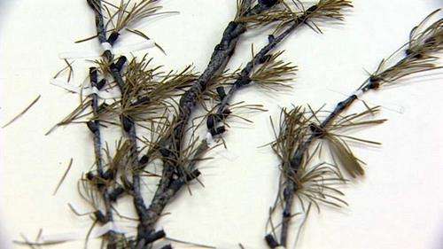 Researchers trace earth's history through fire