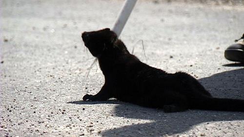 Group claiming responsibility for mink release labeled 'terrorist'
