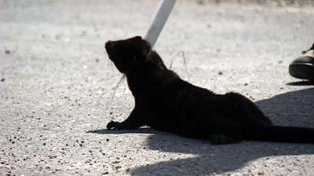 Group claiming responsibility for mink release labeled 'terrorist'