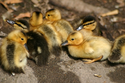 Ducks Rescued from Interstate 15