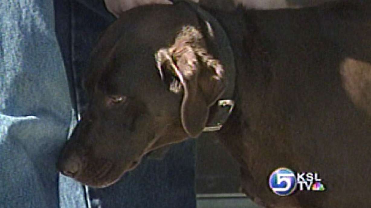 Burglars Break Into Kearns Home, Stab Dog