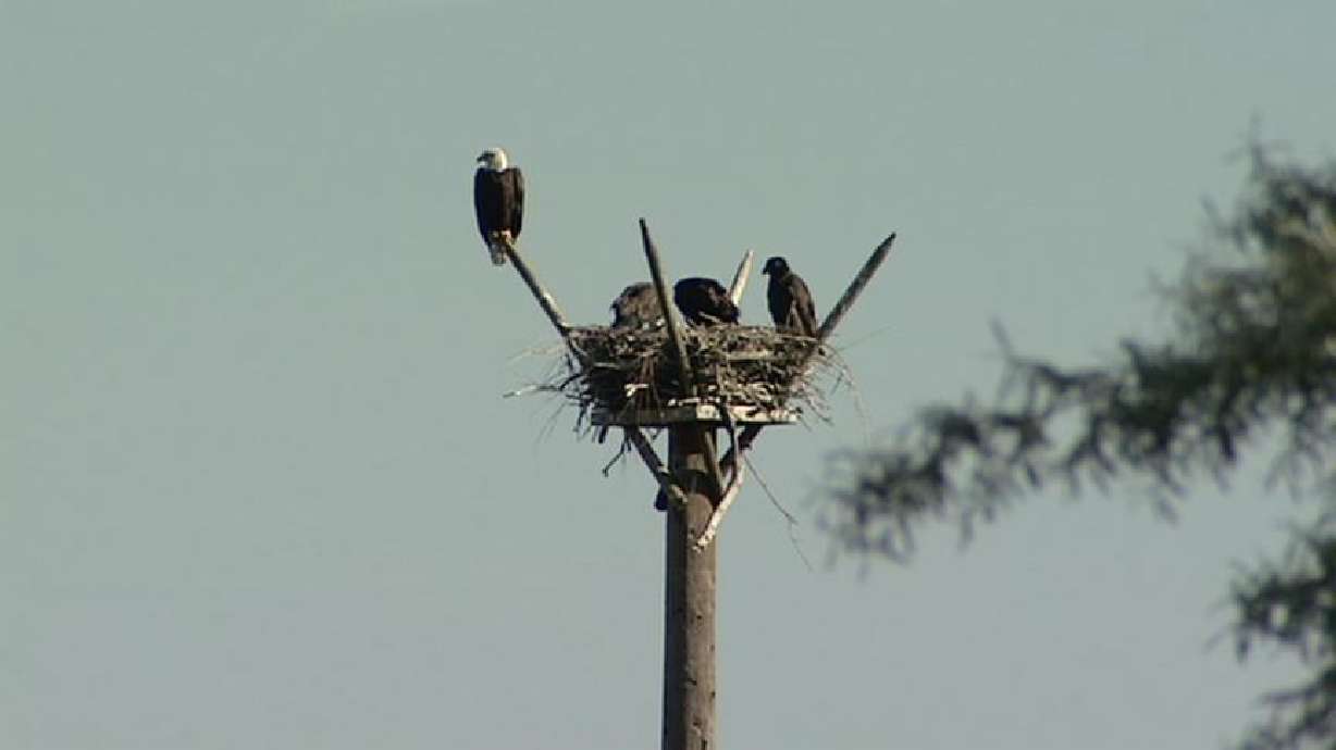 Telephone Pole Now Home to Nesting Bald Eagles